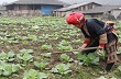 Cấp gần 30.000ha đất cho đồng bào dân tộc thiểu số